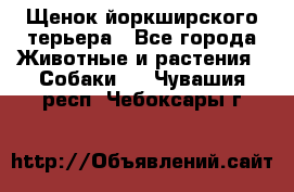 Щенок йоркширского терьера - Все города Животные и растения » Собаки   . Чувашия респ.,Чебоксары г.